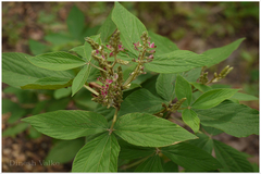 Flemingia macrophylla